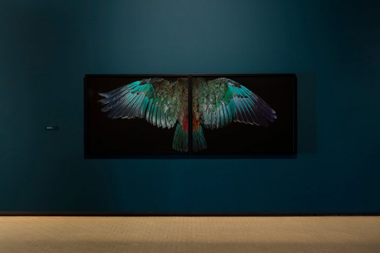 Fiona Pardington's A Beautful Hestitation