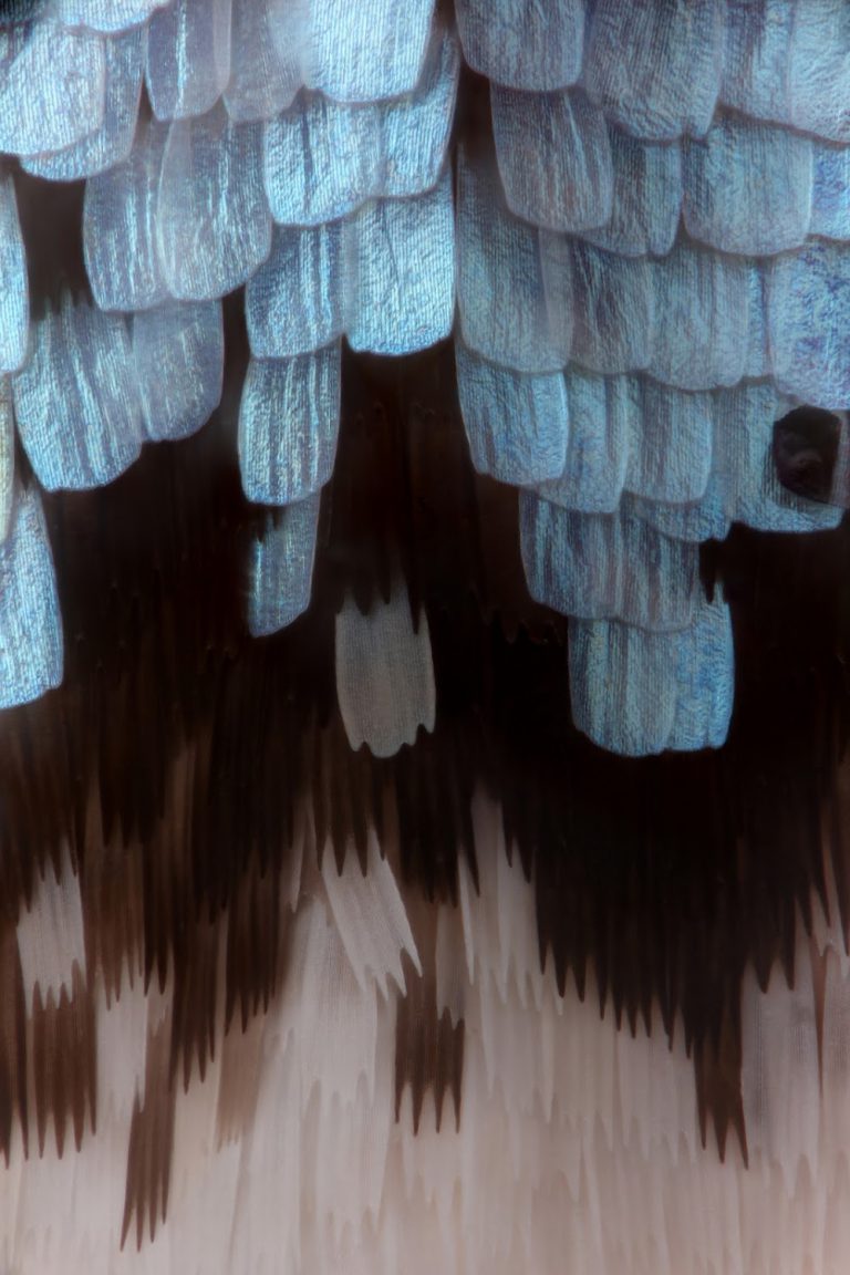 Fiona Pardington in the Honolulu Biennial