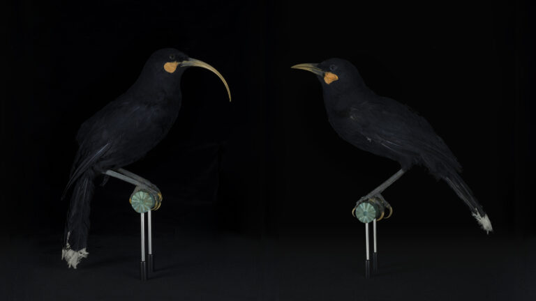 Fiona Pardington to release an NFT, Manawarahi: Female and Male Huia Lovers MTG Hawkes Bay 2022. ,