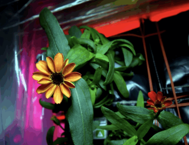 Mikala Dwyer’s ‘Shit Flowers’ at Passage Gallery, Sydney, AU, 08 Aug – 14 Sept